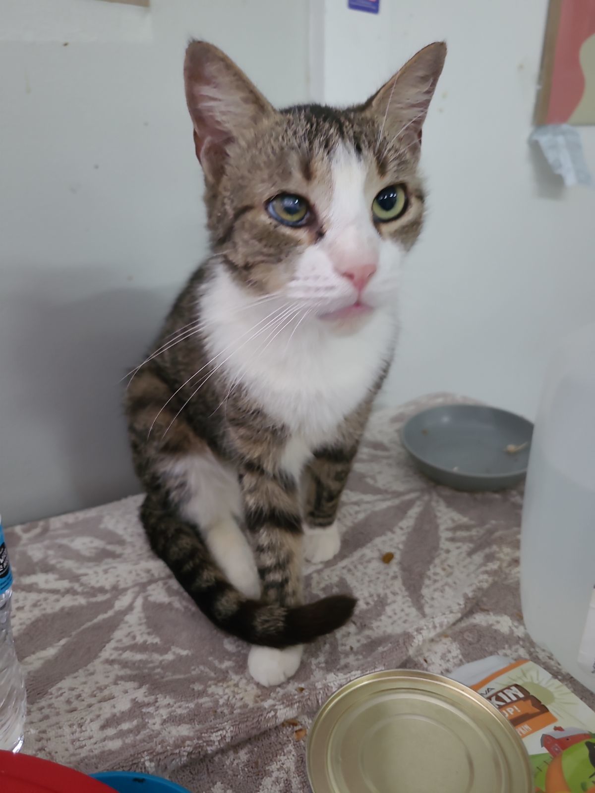 Possum, an adoptable American Shorthair in Naples, FL, 34116 | Photo Image 2