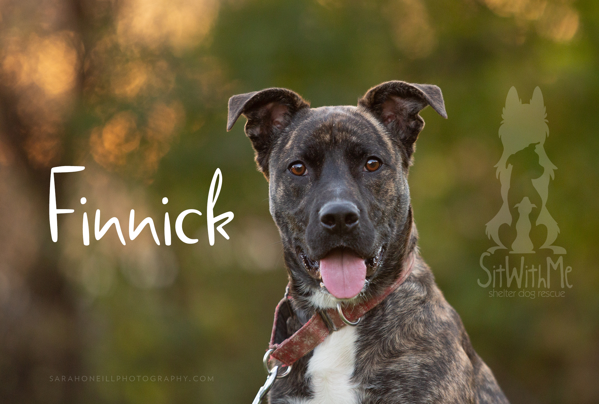 Finnick, an adoptable Shepherd in Osgoode, ON, K0A 2W0 | Photo Image 2