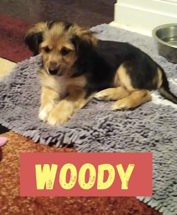 Woody 6