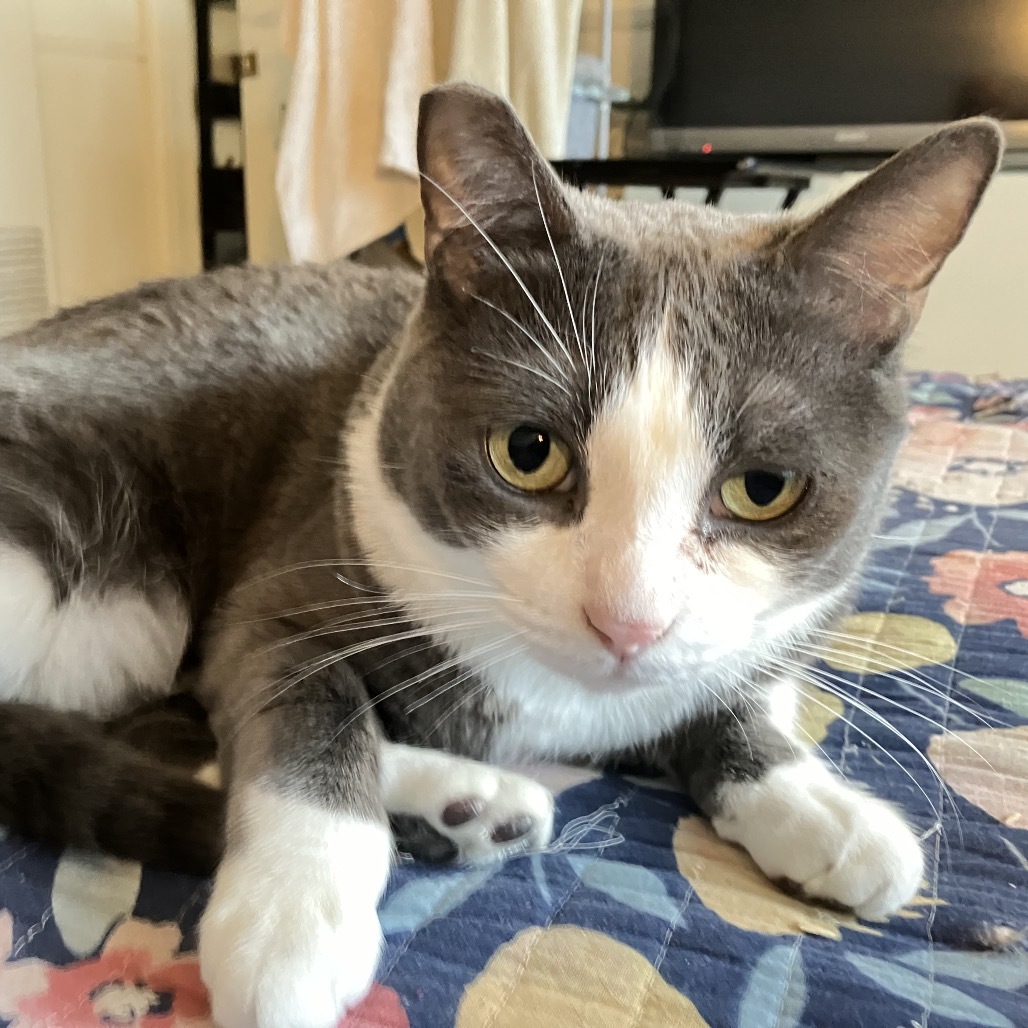 Plucky Duck, an adoptable Domestic Short Hair in Los Angeles, CA, 90016 | Photo Image 1