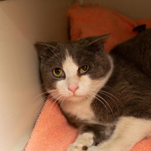 Plucky Duck, an adoptable Domestic Short Hair in Los Angeles, CA, 90016 | Photo Image 2