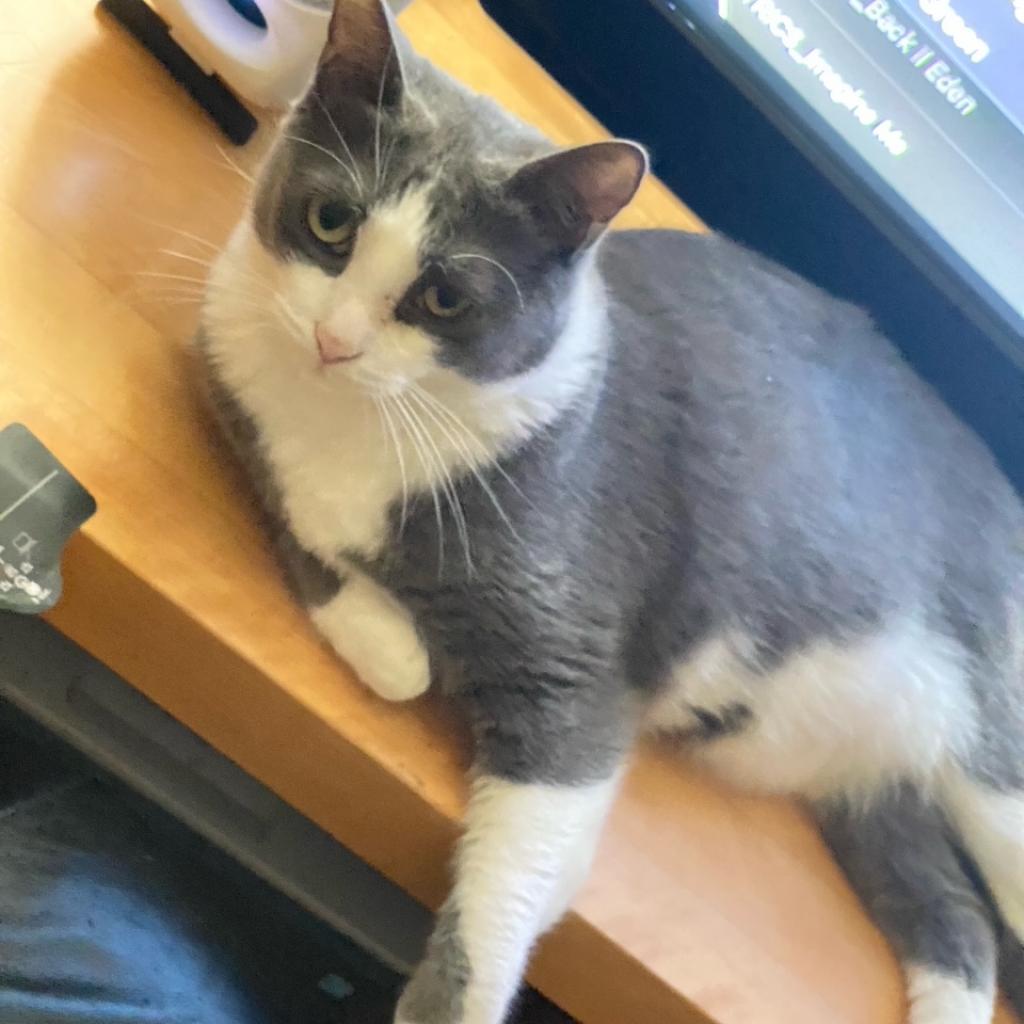 Plucky Duck, an adoptable Domestic Short Hair in Los Angeles, CA, 90016 | Photo Image 2