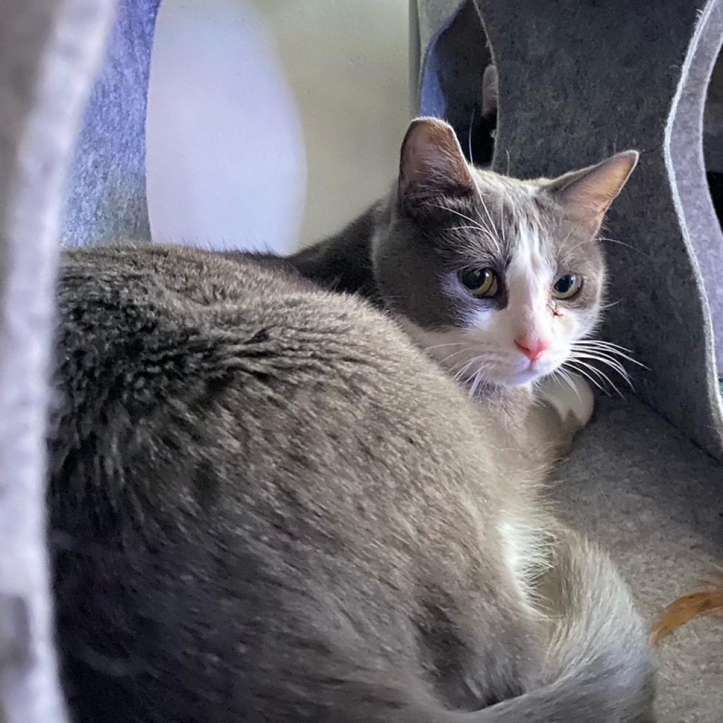 Plucky Duck, an adoptable Domestic Short Hair in Los Angeles, CA, 90016 | Photo Image 3