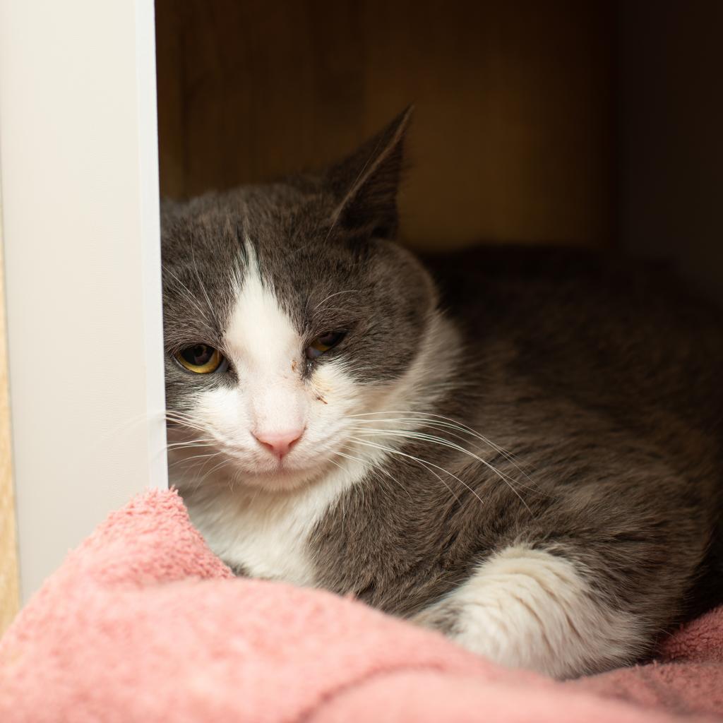 Plucky Duck, an adoptable Domestic Short Hair in Los Angeles, CA, 90016 | Photo Image 4