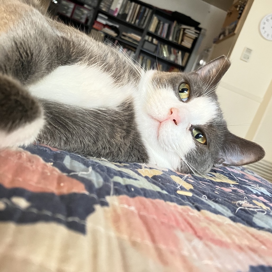 Plucky Duck, an adoptable Domestic Short Hair in Los Angeles, CA, 90016 | Photo Image 6