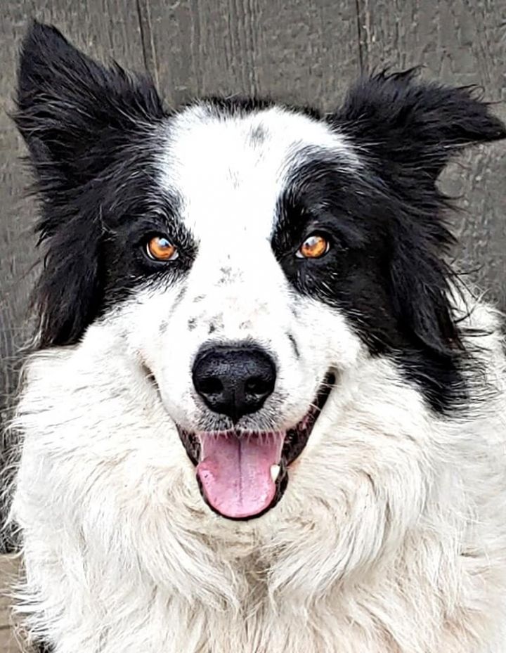 Australian Shepherd Border Collie Mix Puppy Rescue