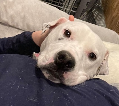 PRINCESS- NEEDS A FOSTER/FOREVER HOME!!!, an adoptable American Bulldog, Terrier in Birmingham, MI, 48012 | Photo Image 2