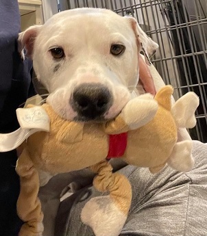 PRINCESS- NEEDS A FOSTER/FOREVER HOME!!!, an adoptable American Bulldog, Terrier in Birmingham, MI, 48012 | Photo Image 3