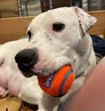 PRINCESS- NEEDS A FOSTER/FOREVER HOME!!!, an adoptable American Bulldog, Terrier in Birmingham, MI, 48012 | Photo Image 4