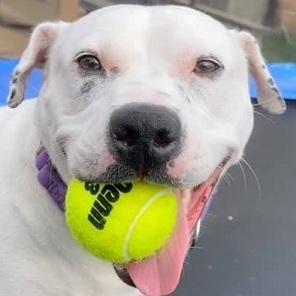 PRINCESS, an adoptable American Bulldog, Terrier in Birmingham, MI, 48012 | Photo Image 1