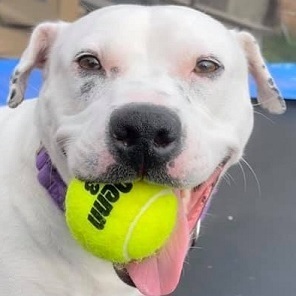 PRINCESS- NEEDS A FOSTER/FOREVER HOME!!!, an adoptable American Bulldog, Terrier in Birmingham, MI, 48012 | Photo Image 1