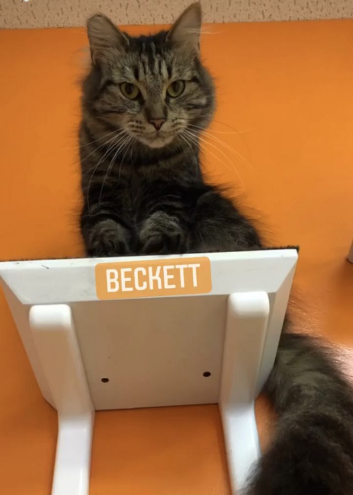 Beckett 6