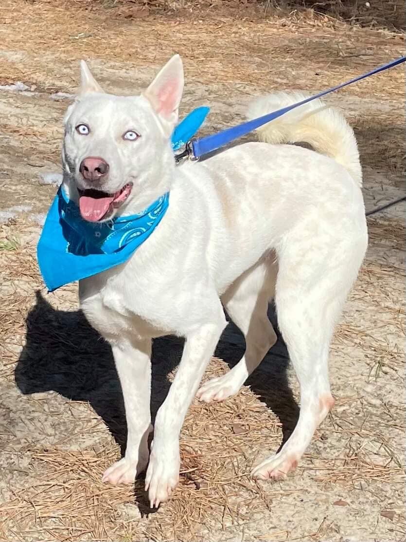 Alaia, an adoptable Shepherd, Husky in Old Westbury, NY, 11568 | Photo Image 6