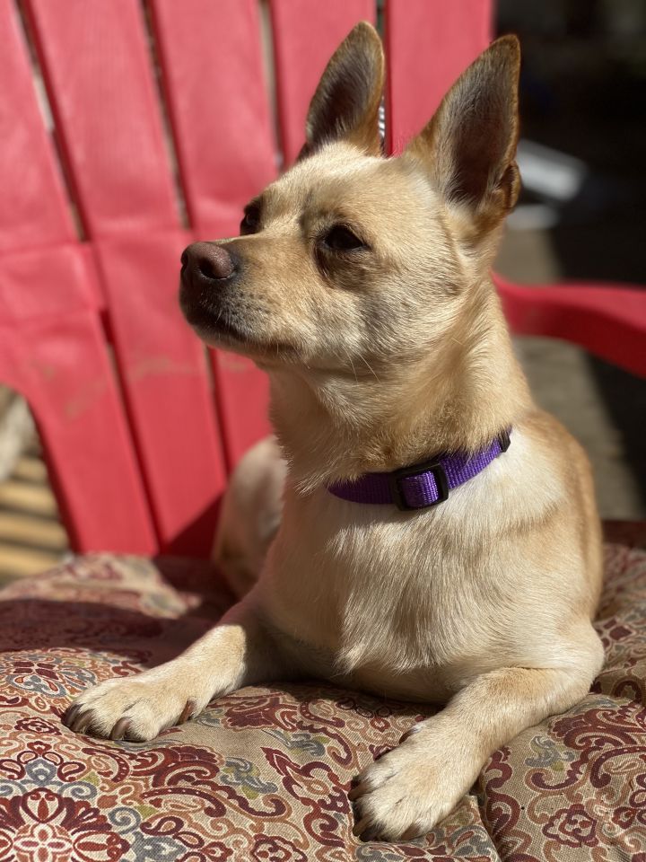 Arther, an adopted Corgi & Terrier Mix in Oakland, CA_image-2