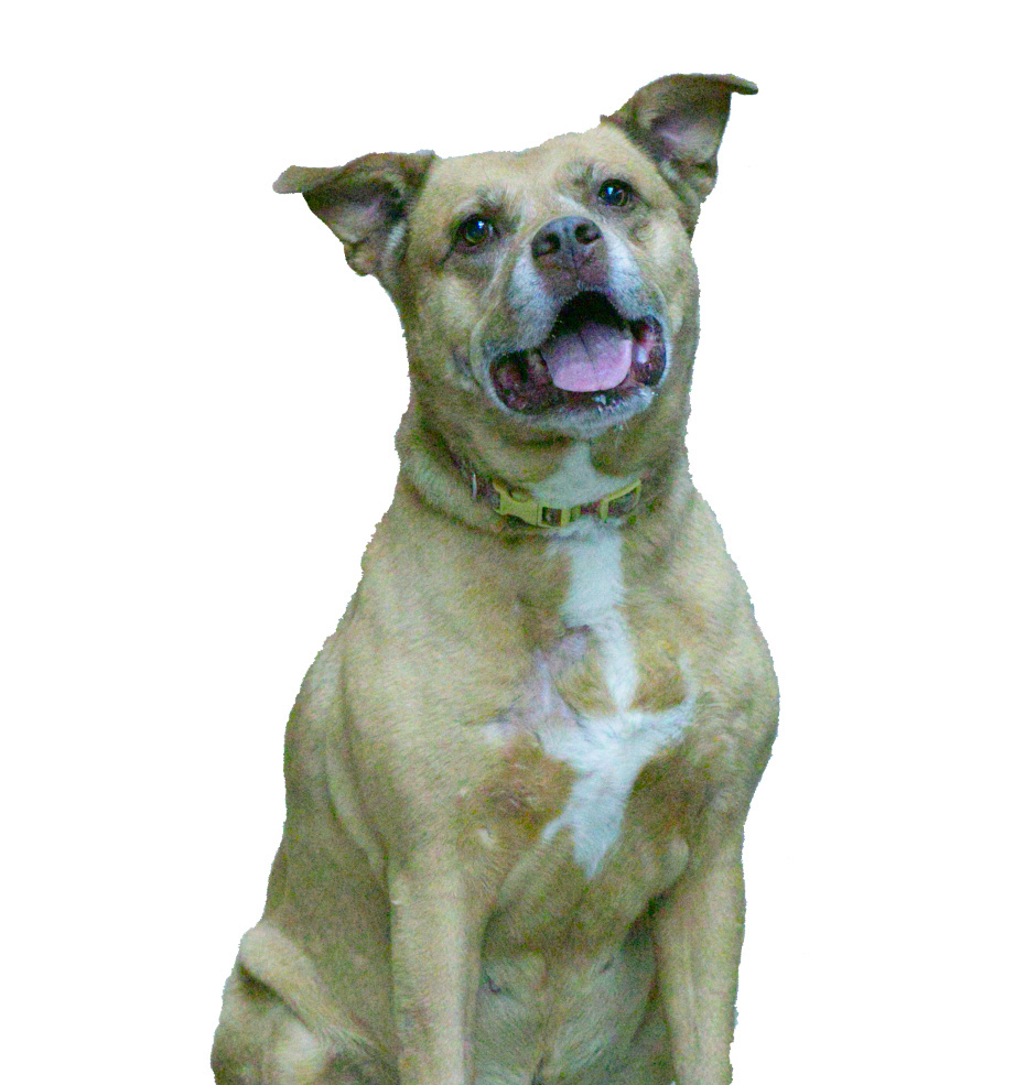 Midori, an adoptable Pit Bull Terrier in Lenexa, KS, 66215 | Photo Image 1