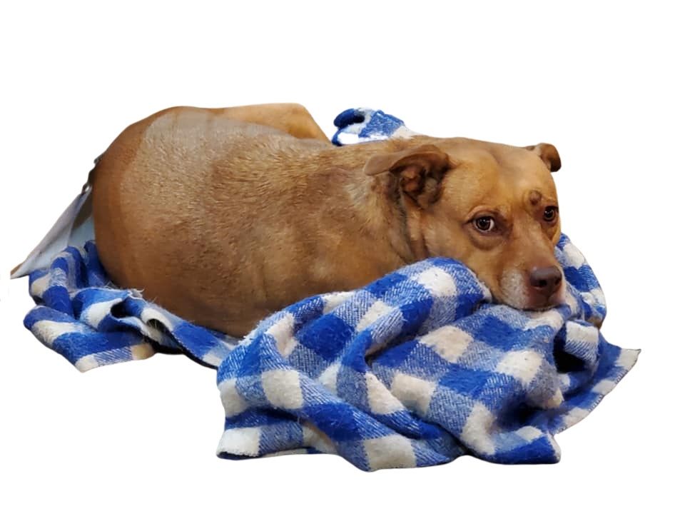 Midori, an adoptable Pit Bull Terrier in Lenexa, KS, 66215 | Photo Image 2