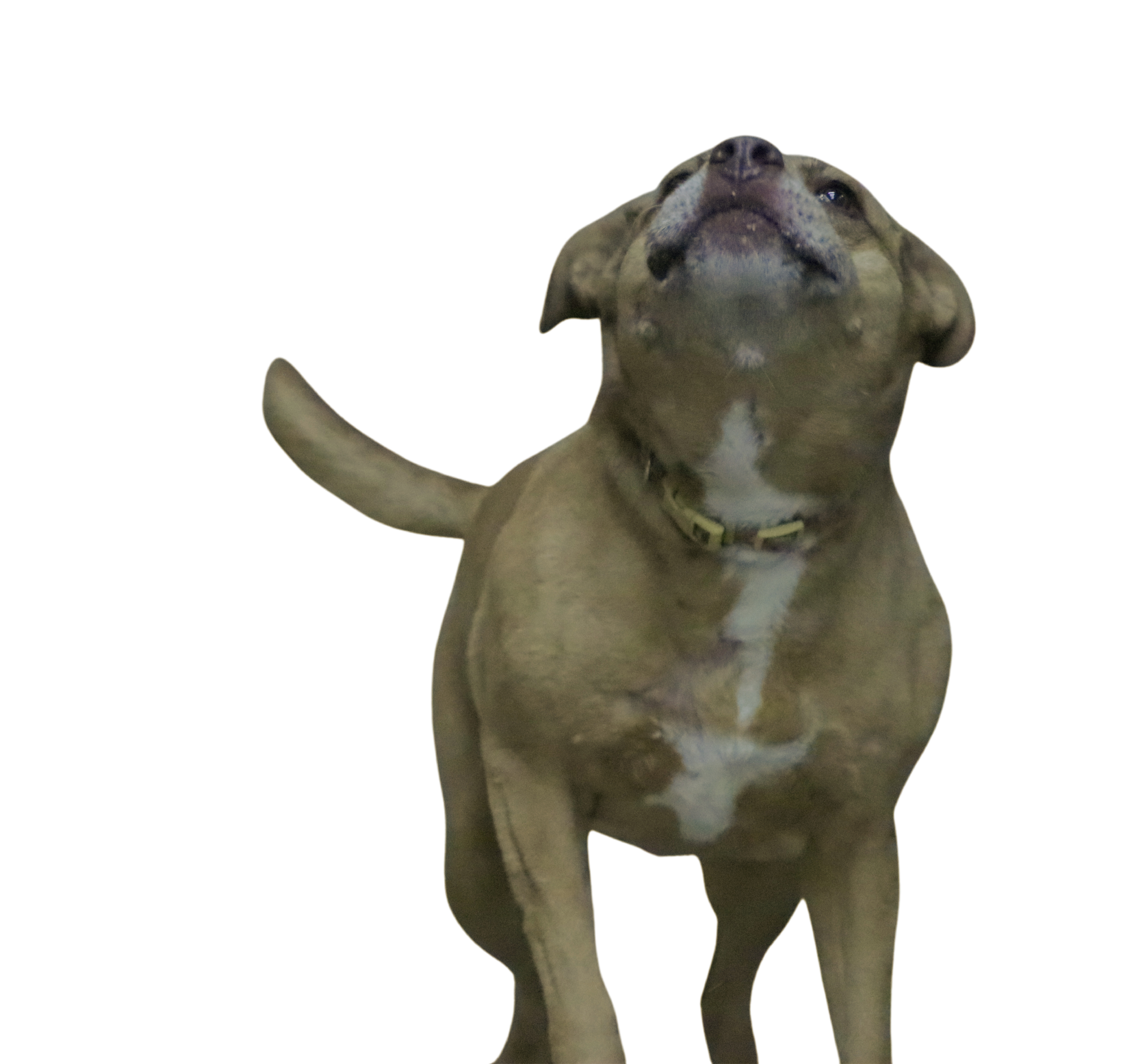 Midori, an adoptable Pit Bull Terrier in Lenexa, KS, 66215 | Photo Image 3