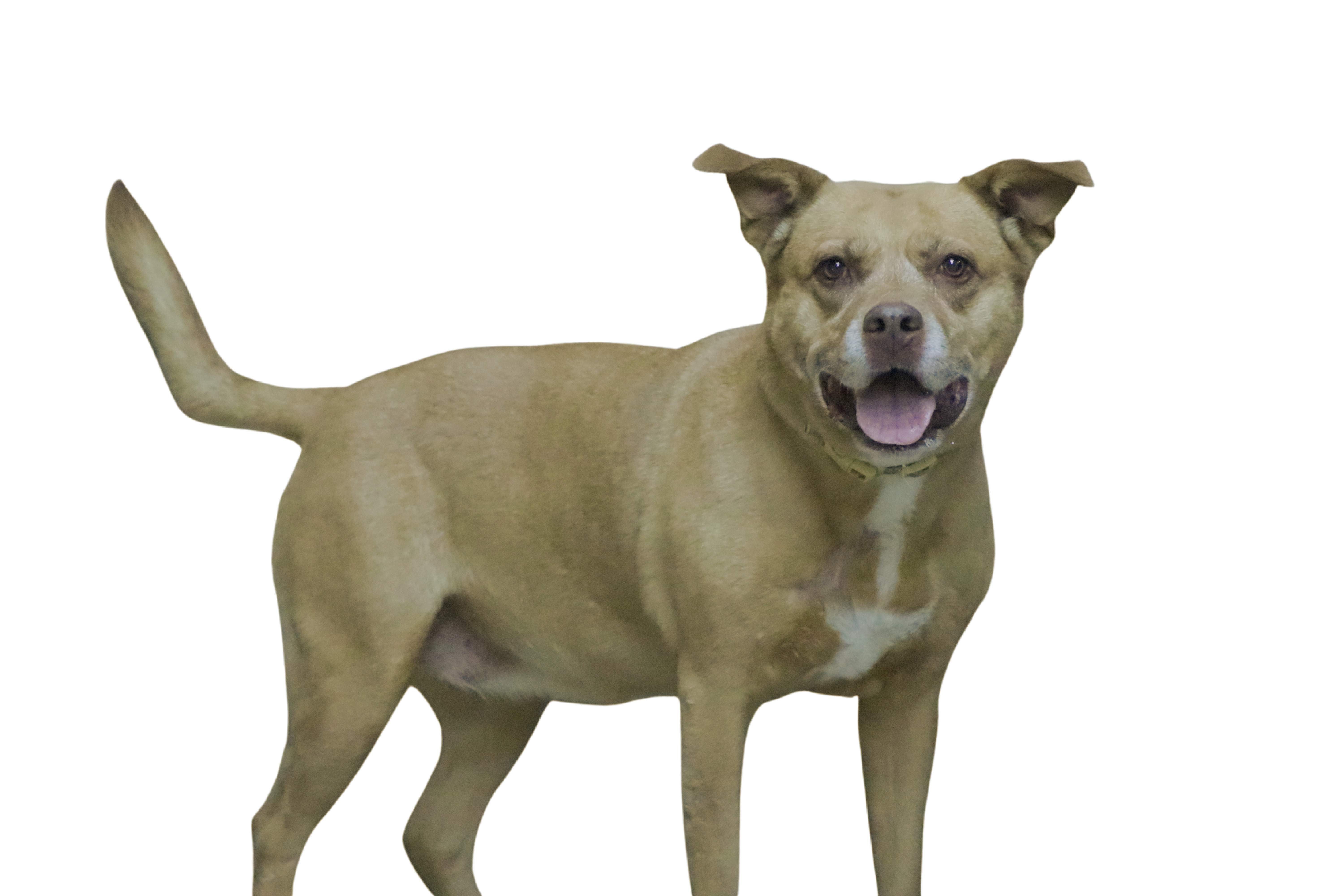 Midori, an adoptable Pit Bull Terrier in Lenexa, KS, 66215 | Photo Image 4