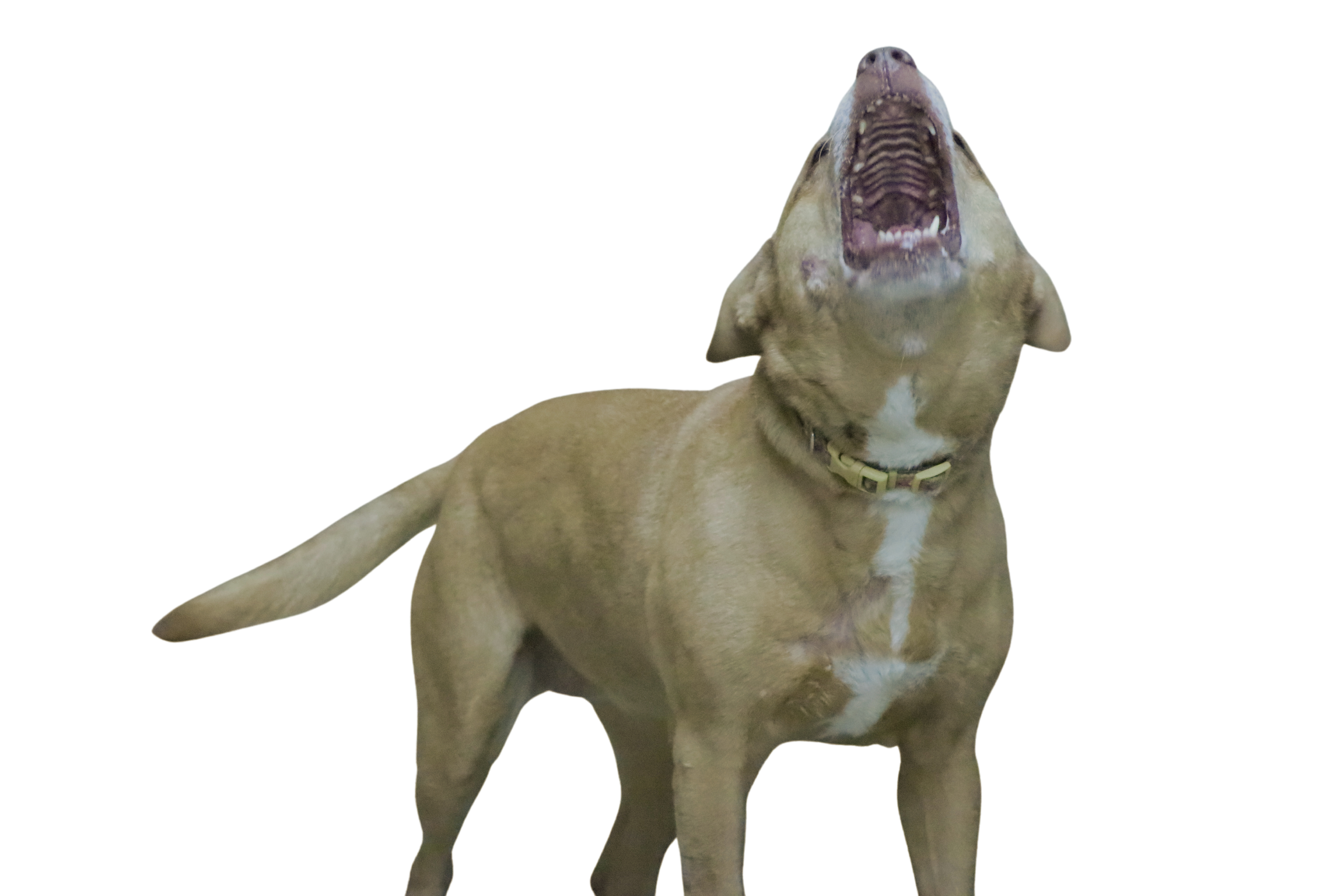 Midori, an adoptable Pit Bull Terrier in Lenexa, KS, 66215 | Photo Image 5