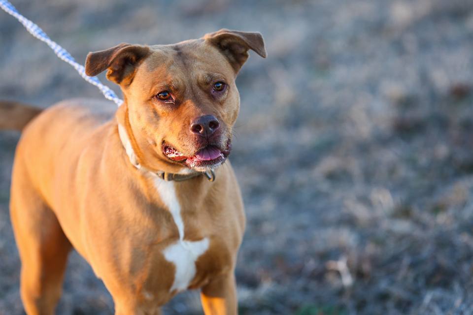 Midori, an adoptable Pit Bull Terrier in Lenexa, KS, 66215 | Photo Image 6