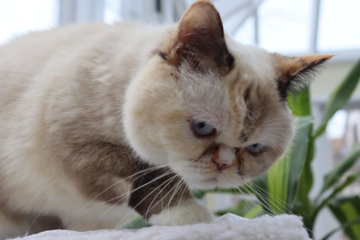 Sandy Marie, an adopted Persian & Snowshoe Mix in Evanston, IL_image-3
