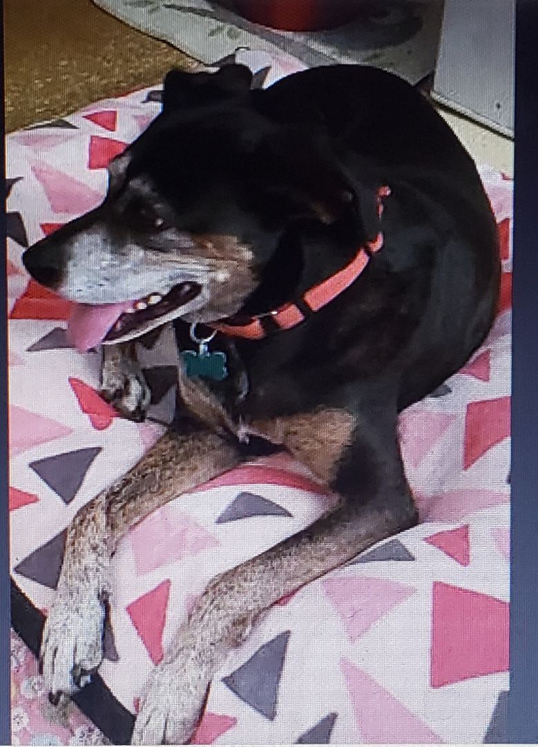 Sasha, an adoptable Hound in Augusta, GA, 30909 | Photo Image 1