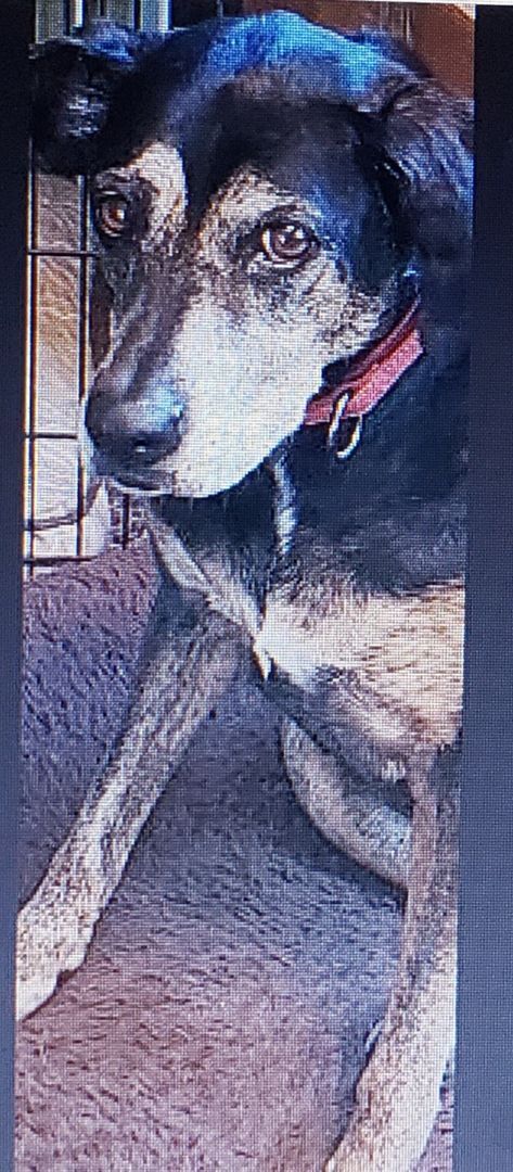 Sasha, an adoptable Hound in Augusta, GA, 30909 | Photo Image 2