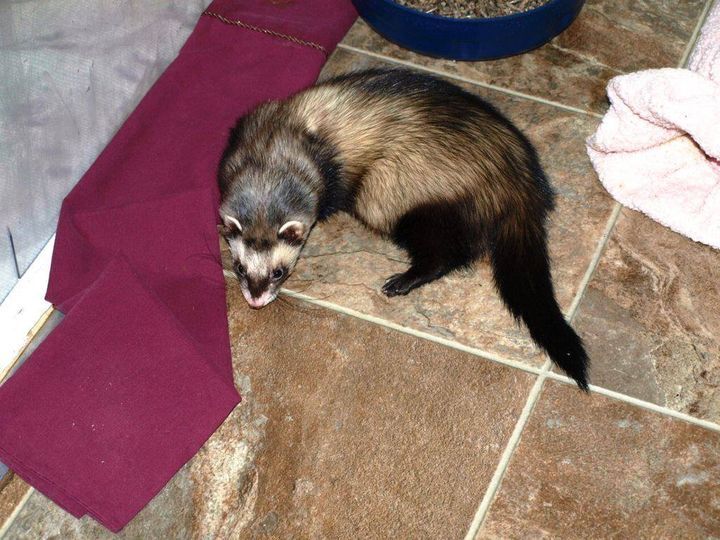 Ferret for adoption - Garret, a Ferret in Acworth, GA | Petfinder