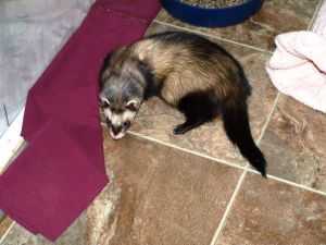 Ferret for adoption - Garret, a Ferret in Acworth, GA | Petfinder