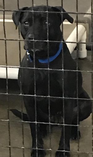 Dogs For Adoption Near Saginaw Mi Petfinder