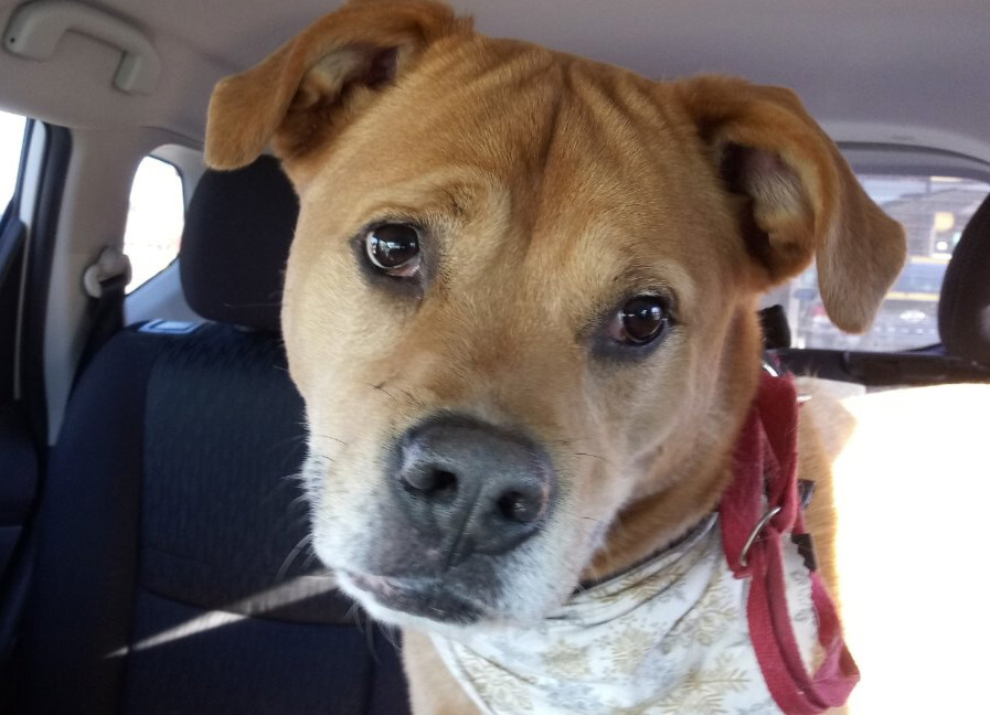 Marcie, an adoptable Boxer, Labrador Retriever in Radford, VA, 24141 | Photo Image 2