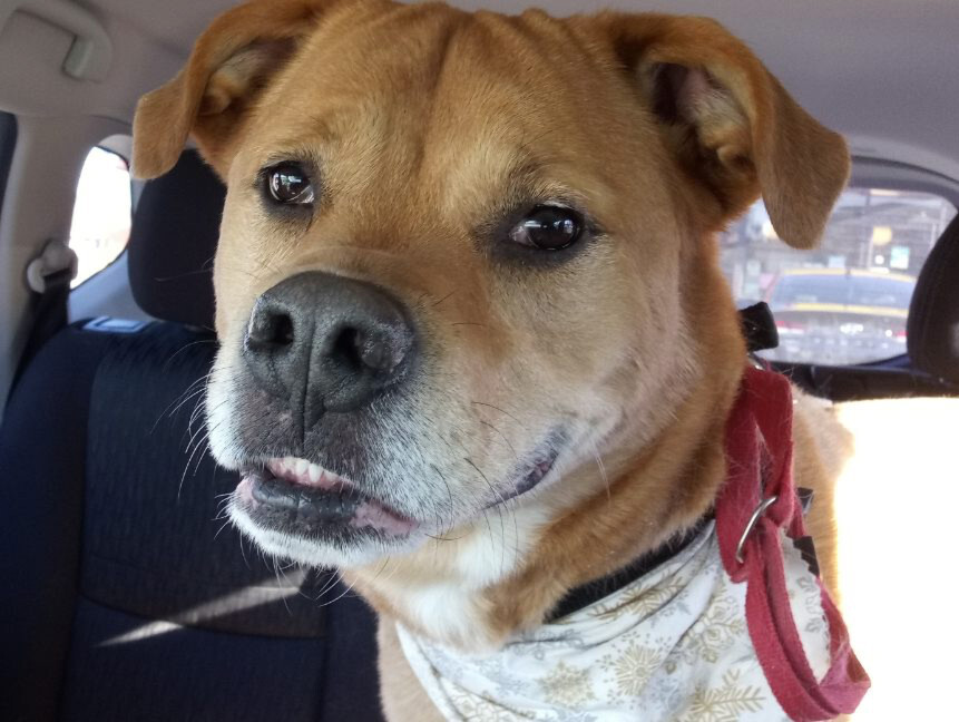 Marcie, an adoptable Boxer, Labrador Retriever in Radford, VA, 24141 | Photo Image 3