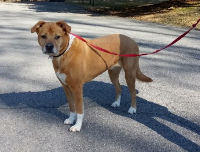 Marcie, an adoptable Boxer, Labrador Retriever in Radford, VA, 24141 | Photo Image 4