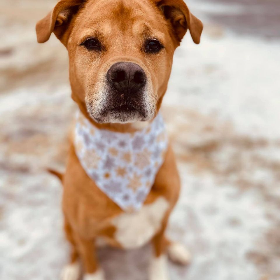 Marcie, an adoptable Boxer, Labrador Retriever in Radford, VA, 24141 | Photo Image 1