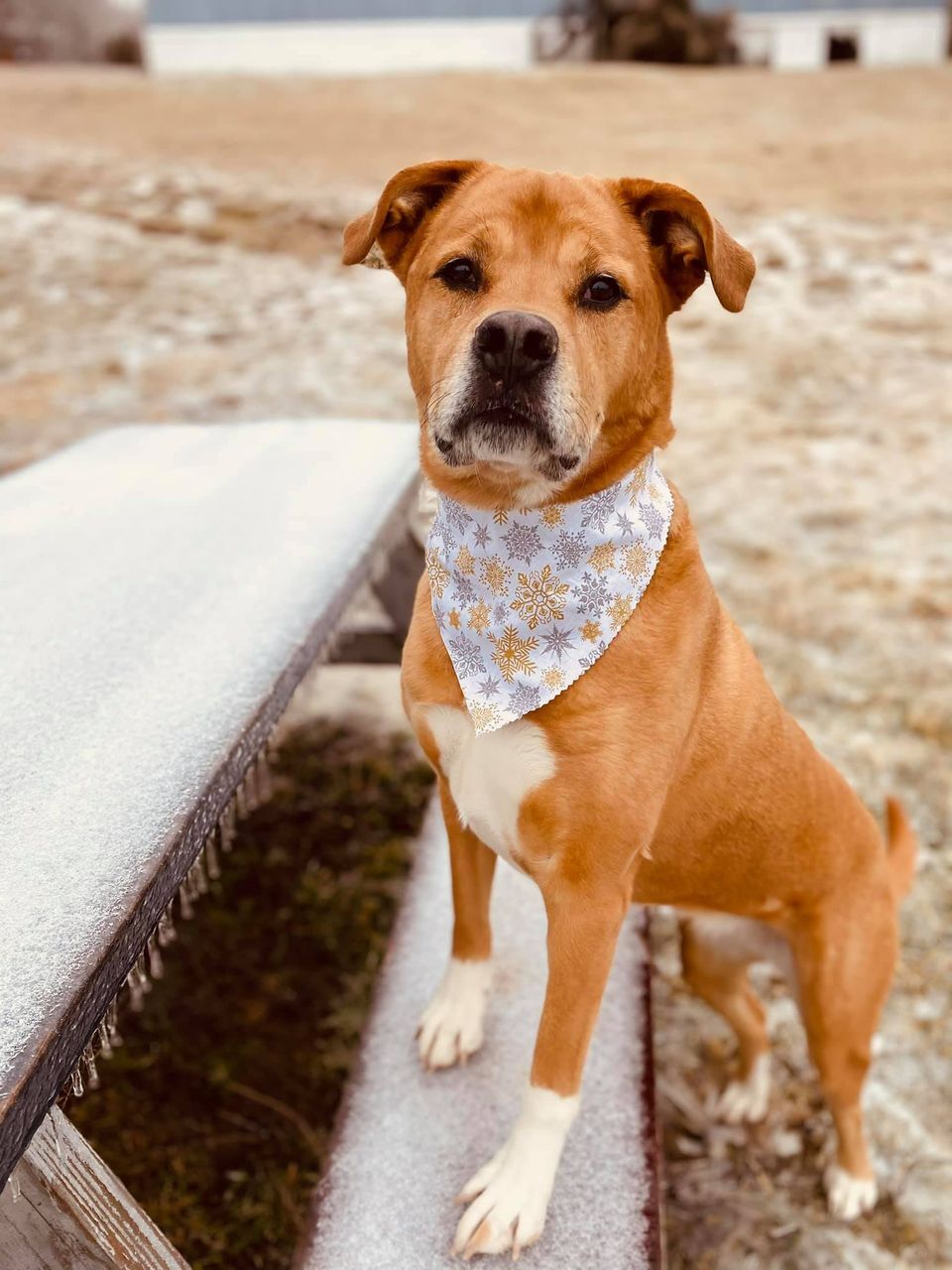 Marcie, an adoptable Boxer, Labrador Retriever in Radford, VA, 24141 | Photo Image 5