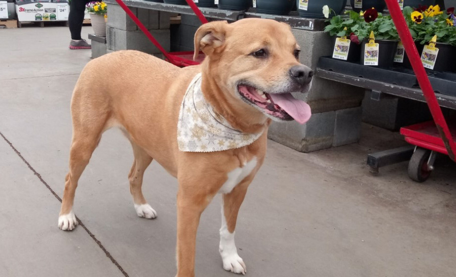 Marcie, an adoptable Boxer, Labrador Retriever in Radford, VA, 24141 | Photo Image 6