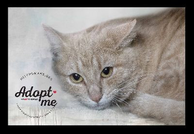 Jr., an adoptable Tabby in Belton, MO, 64012 | Photo Image 6