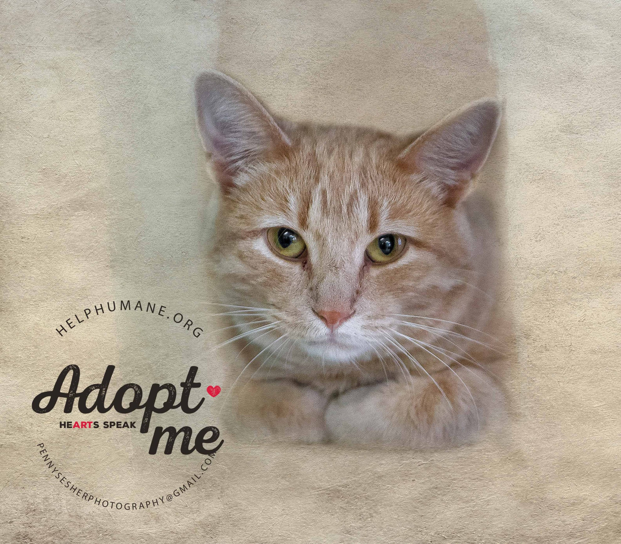 Jr., an adoptable Tabby in Belton, MO, 64012 | Photo Image 6