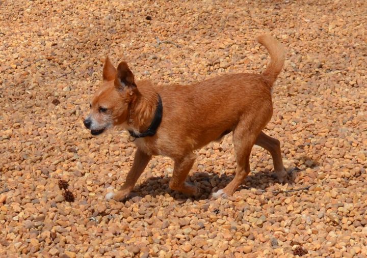 Dog For Adoption Parker A Chihuahua Norfolk Terrier Mix In Sandston Va Petfinder