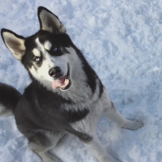 Dog For Adoption Oski A Siberian Husky In La Motte Ia Petfinder