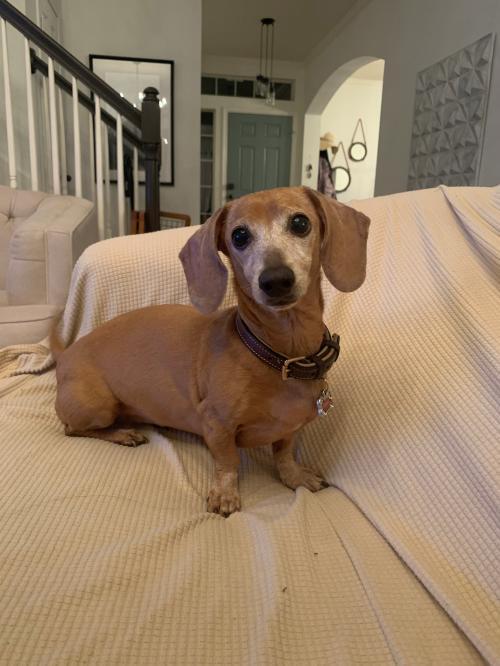 Dog For Adoption Sunday A Dachshund In Austin Tx Petfinder