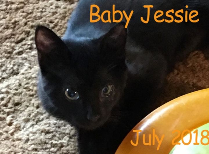 Jesse, an adopted Domestic Short Hair in Benicia, CA_image-6