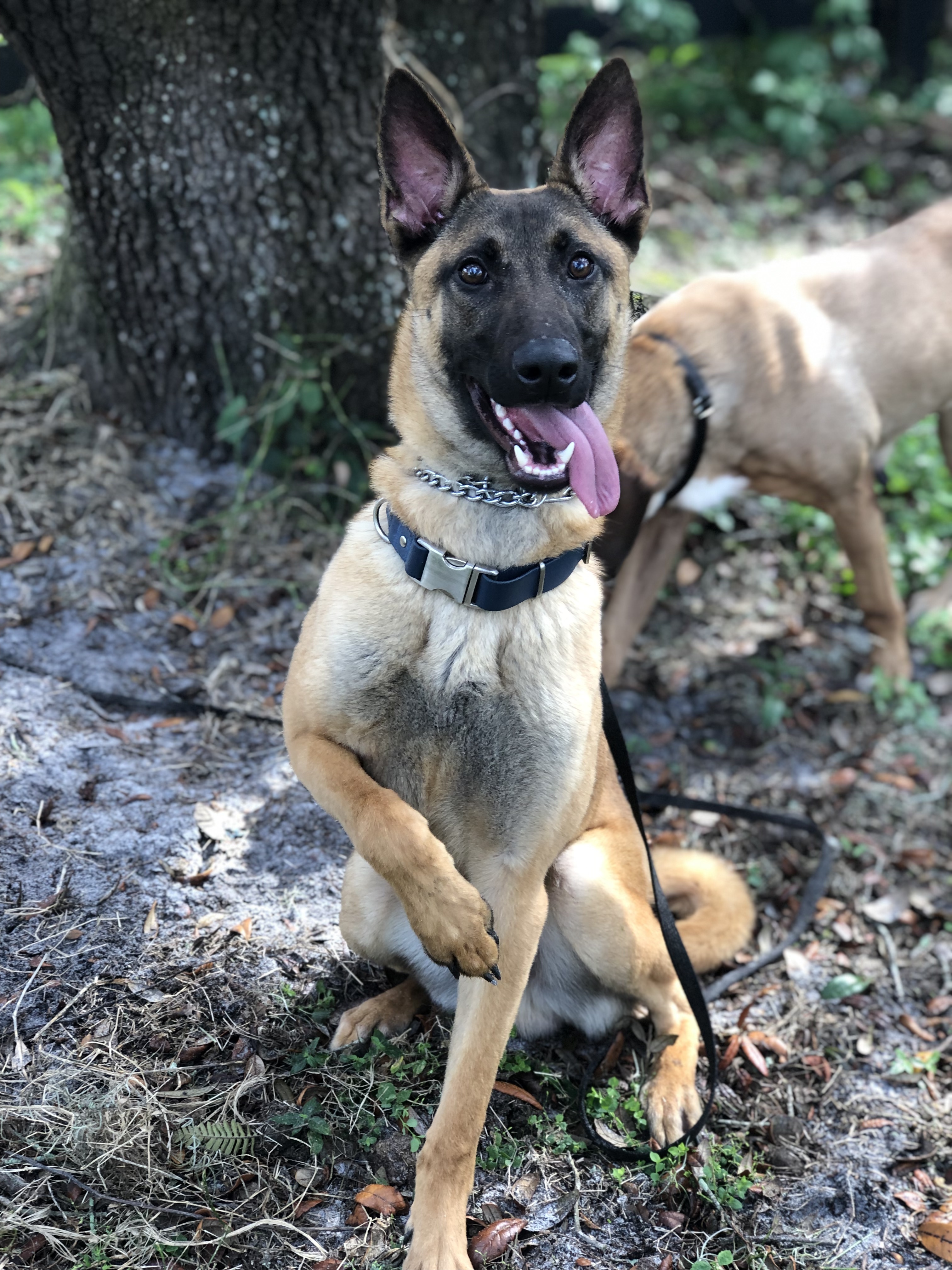 Draco, an adoptable Belgian Shepherd / Malinois in Oviedo, FL, 32765 | Photo Image 1