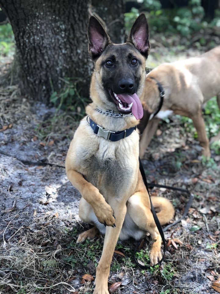 Rescue belgian sale shepherd