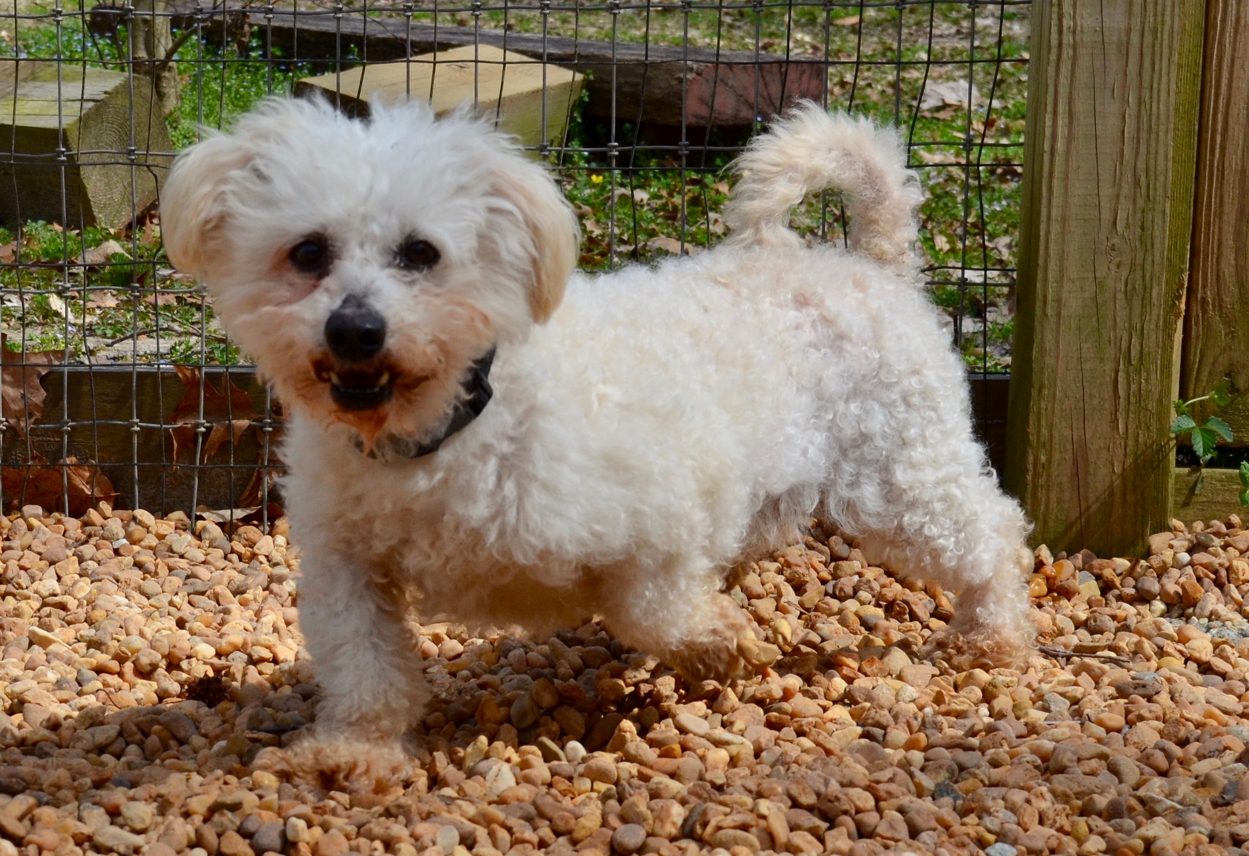 Murphy, an adoptable Poodle in Sandston, VA, 23150 | Photo Image 7