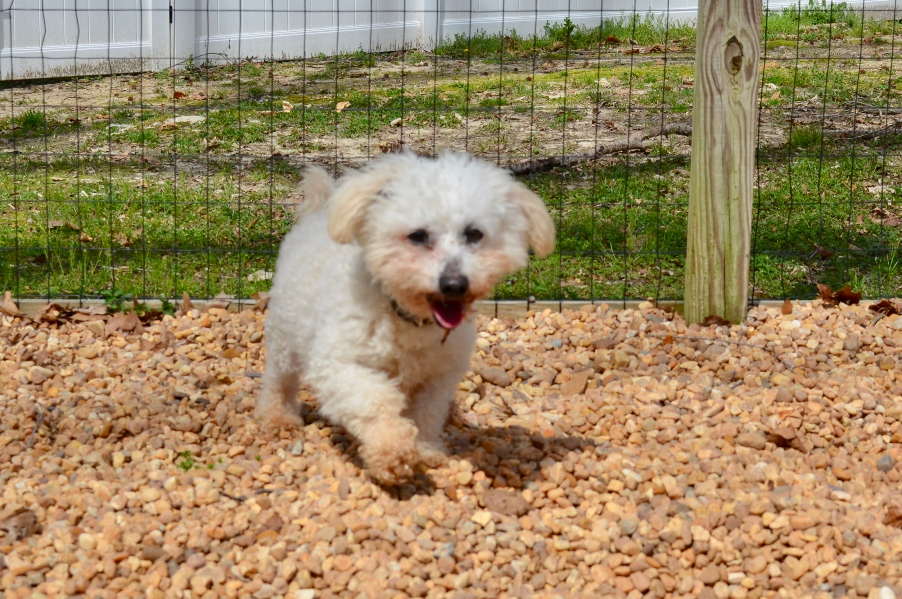 Murphy, an adoptable Poodle in Sandston, VA, 23150 | Photo Image 8