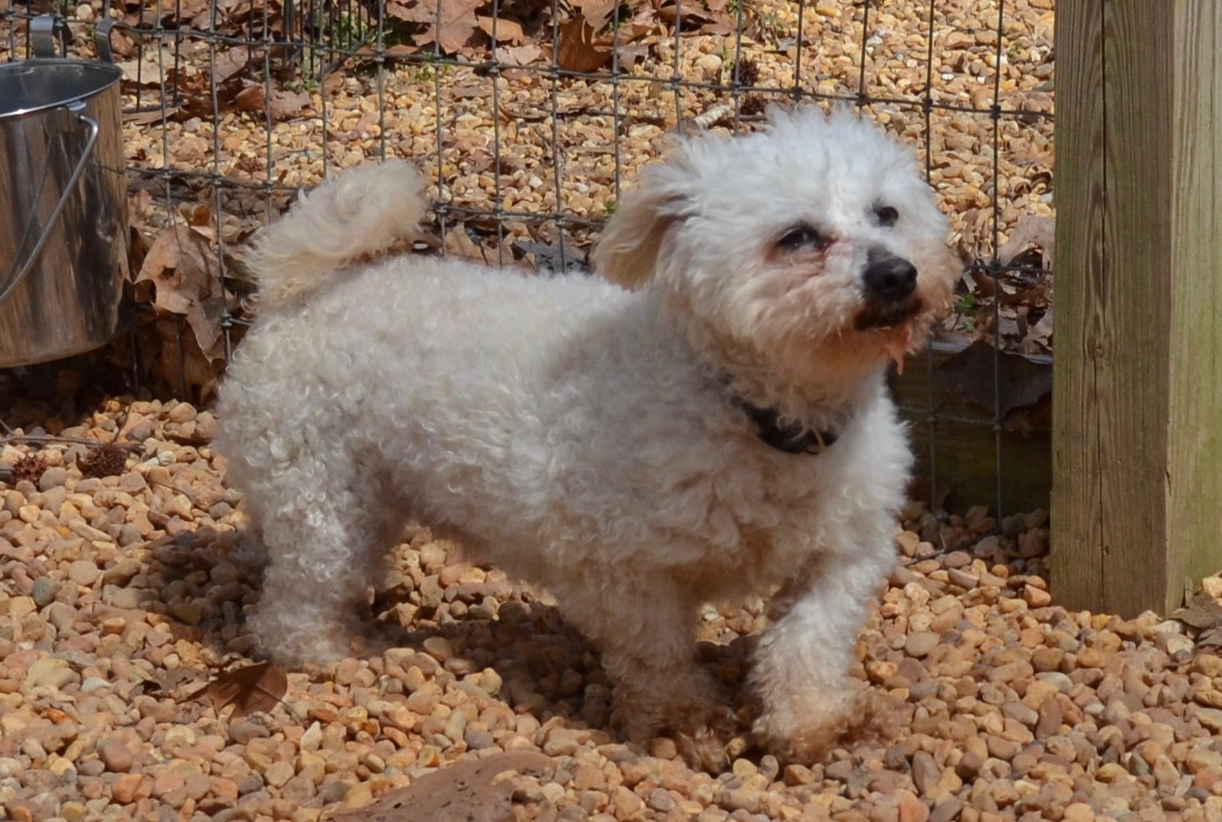 Murphy, an adoptable Poodle in Sandston, VA, 23150 | Photo Image 9