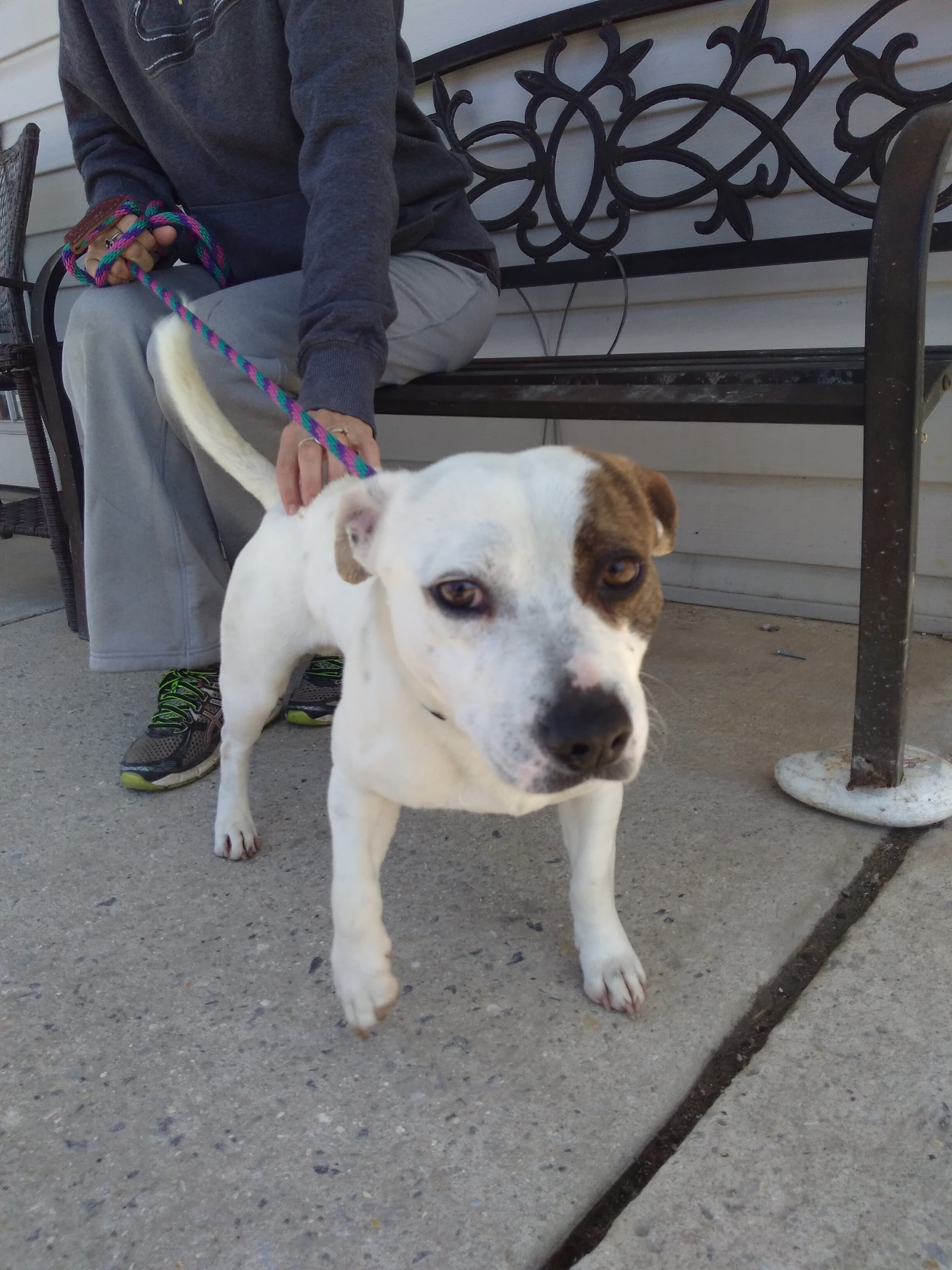 Dog for adoption Zane, a Hound Mix in Ellicott City, MD Petfinder