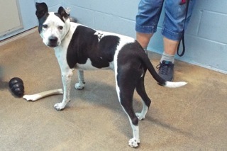 Pepper, an adoptable American Staffordshire Terrier in Green Valley, AZ, 85614 | Photo Image 3