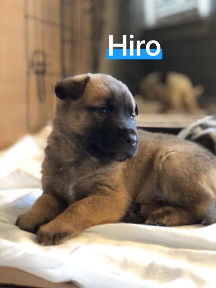 Hiro 1